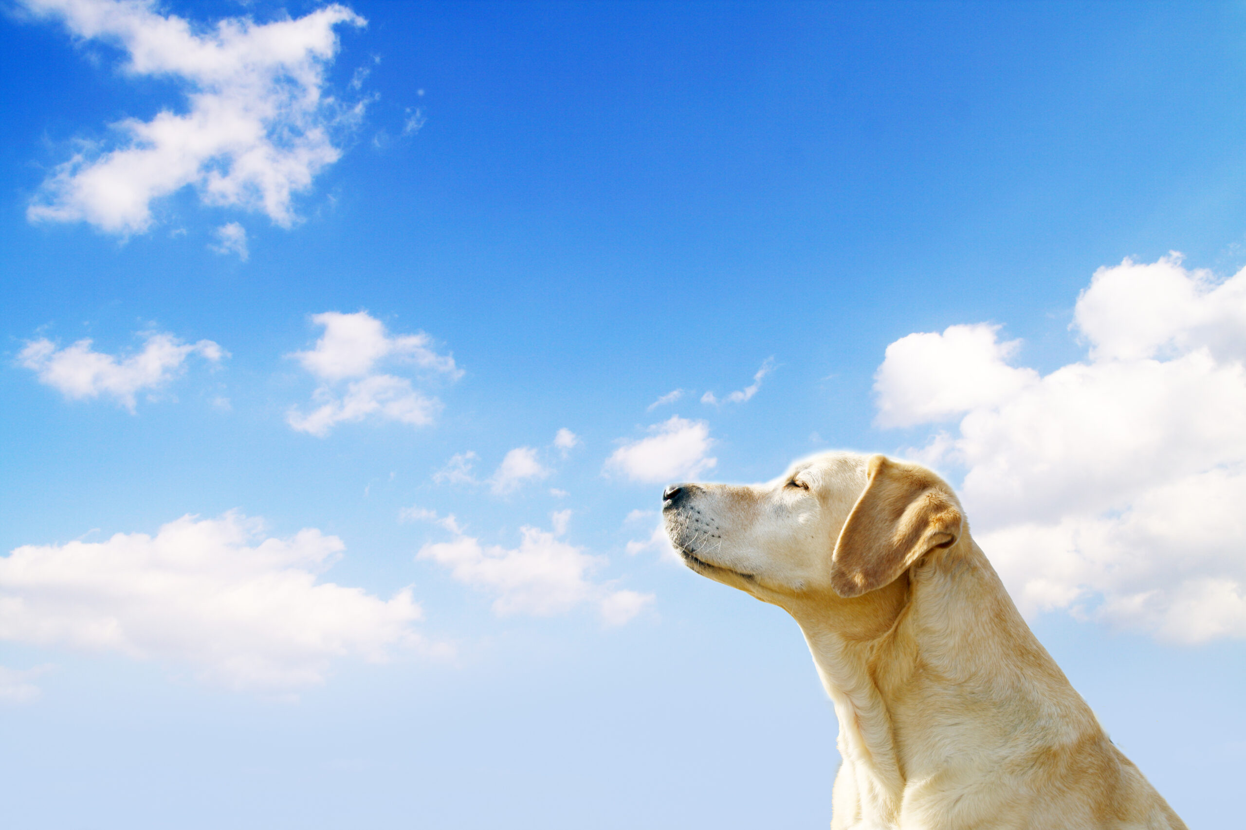 青空の犬